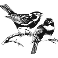 Thorn Pair