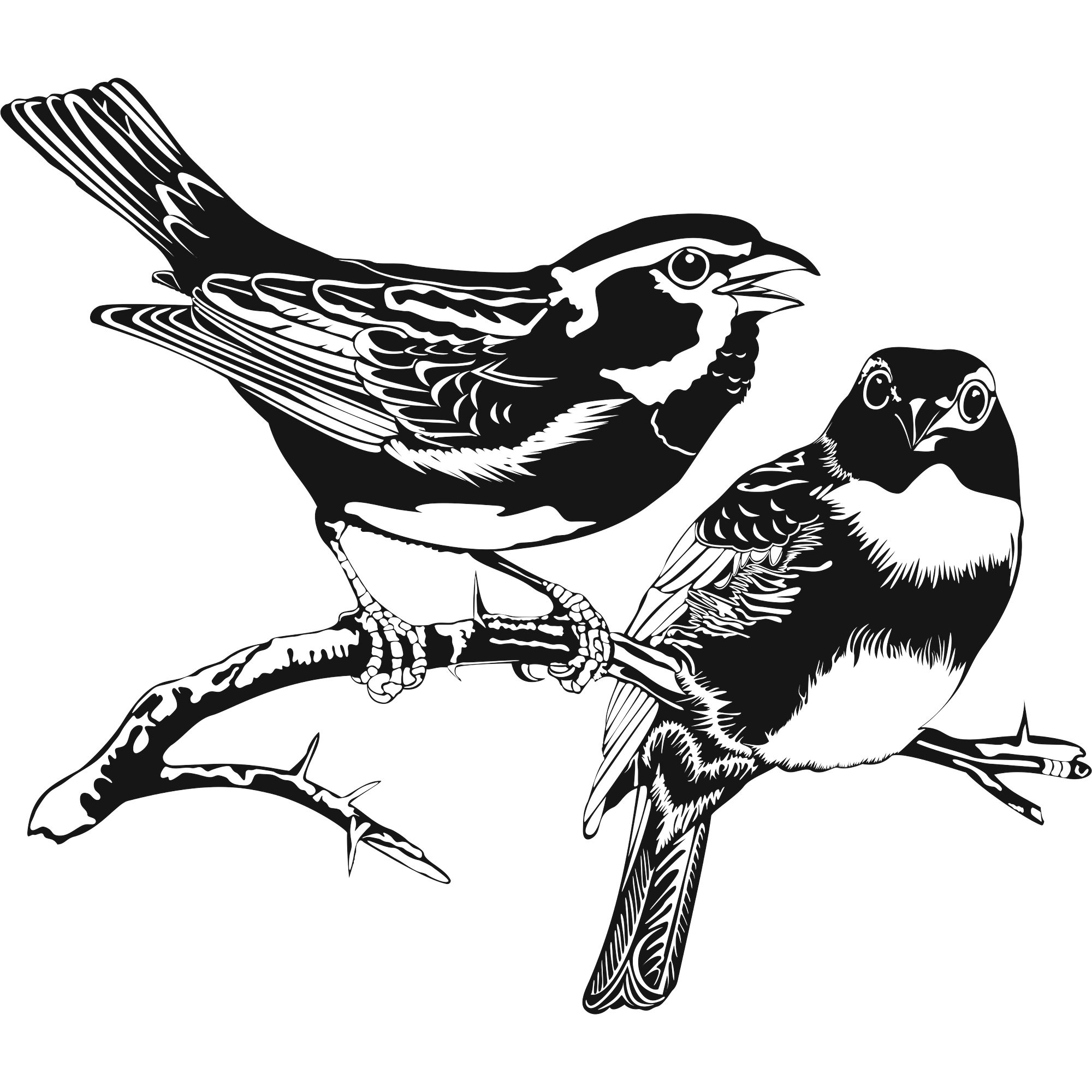 Thorn Pair